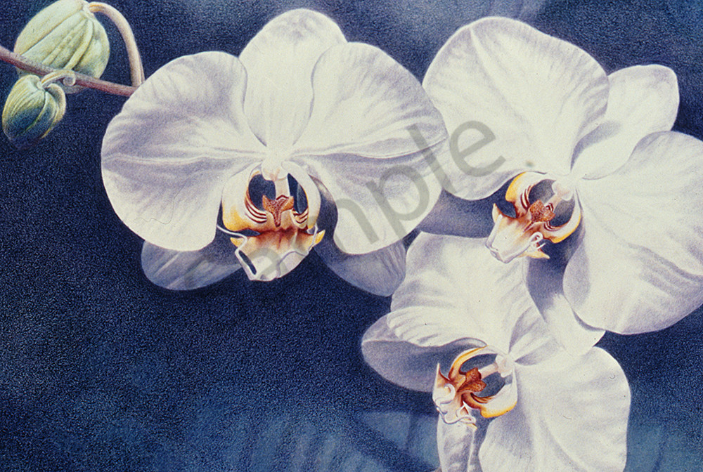Butterfly Orchid