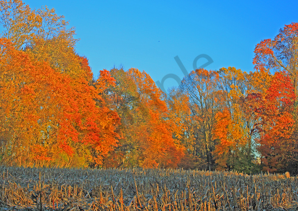Cornfield Colors and Hawk|Fine Art Photography by Todd Breitling