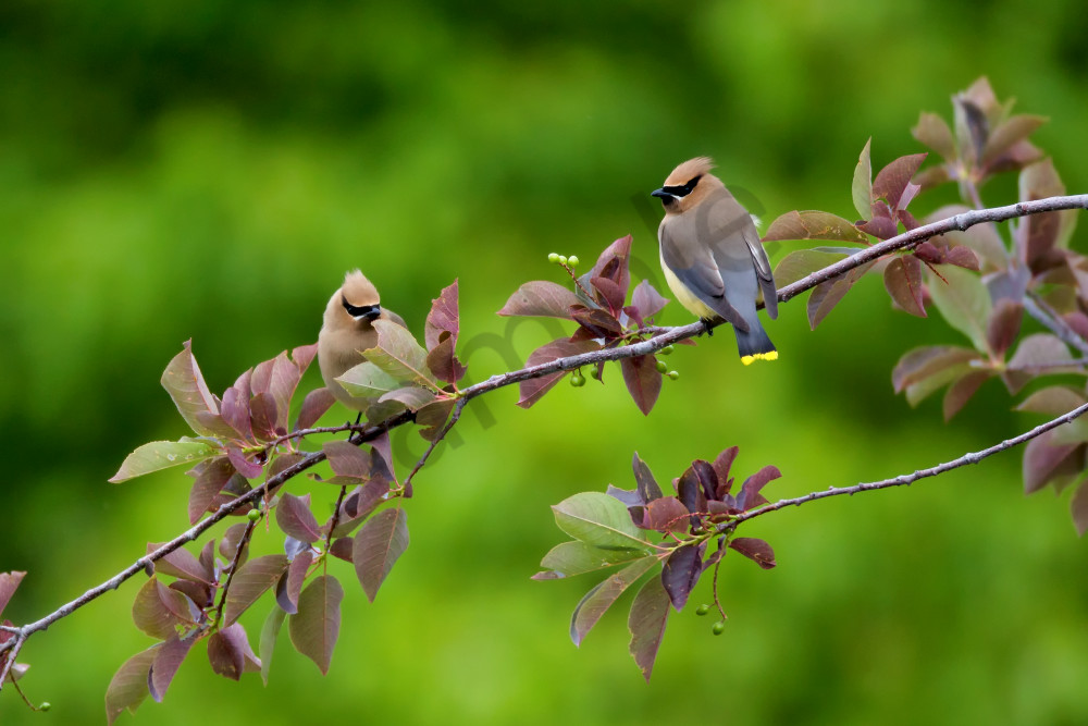 Cedar Waxwings | Robbie George Photography