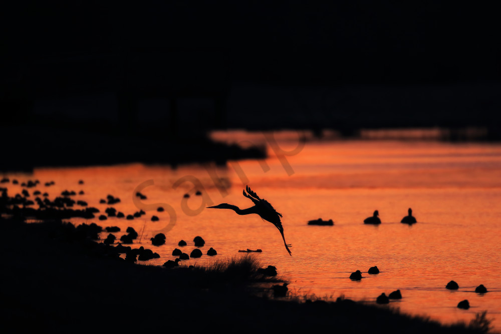 Great Blue Heron in Natural Splendor - 'Tranquil Waters' by Robbie George