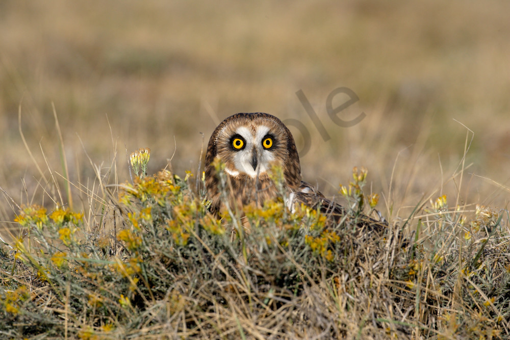 Short-Eared Owl in Natural Habitat - 'Twilight Hunter' Photo by Robbie George