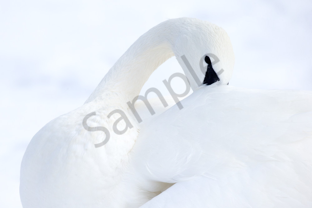 Trumpeter Swan Bird | Robbie George Photography