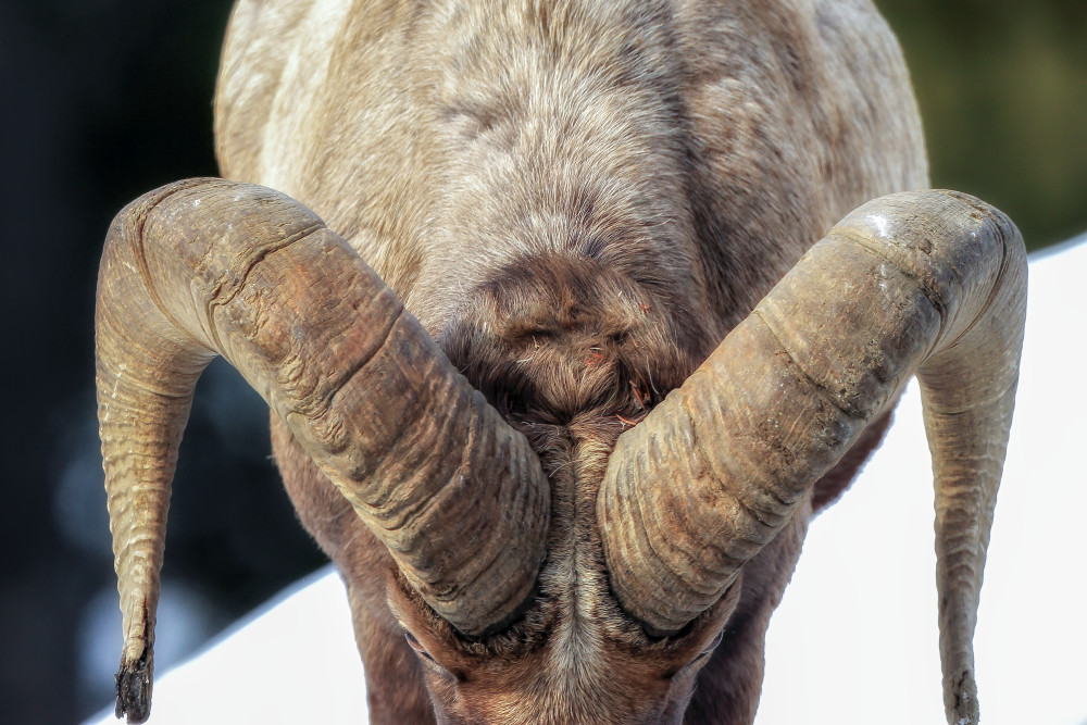 'Blink Of An Eye' - Bighorn Sheep in the Rocky Mountains | Robbie George Photography.