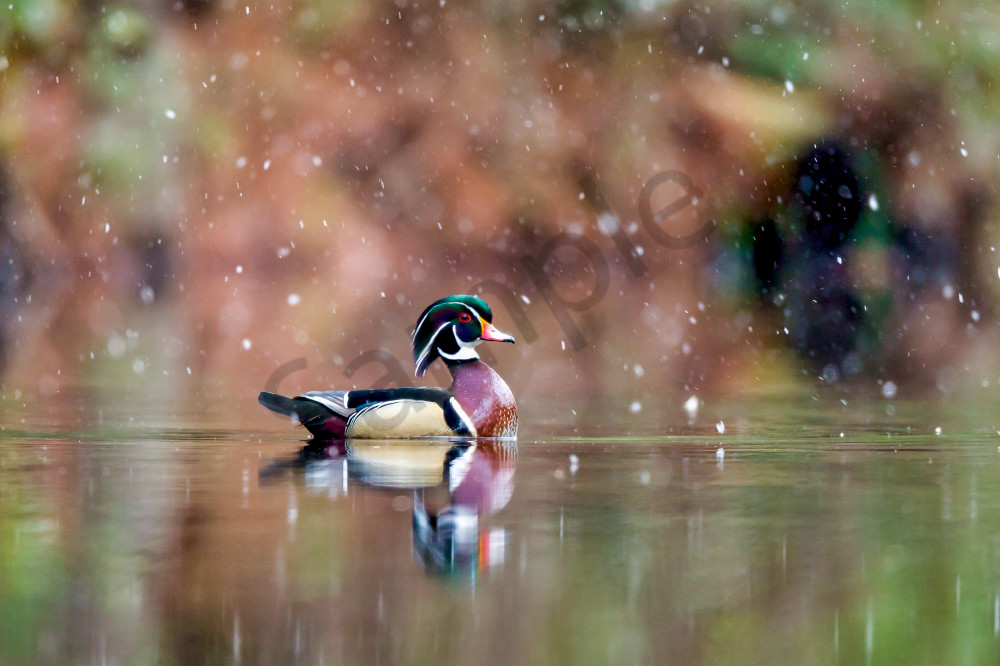 'Feathers Of Many Hues' - Wood Duck in North Carolina | Robbie George Photography.