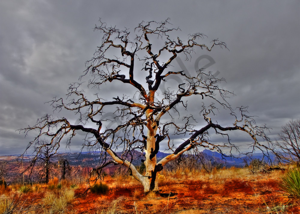 Stunning Tree Photograph-shop art/Masonandmasonimages.com