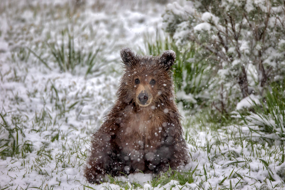 Grizzly Bear Cub | Robbie George Photography
