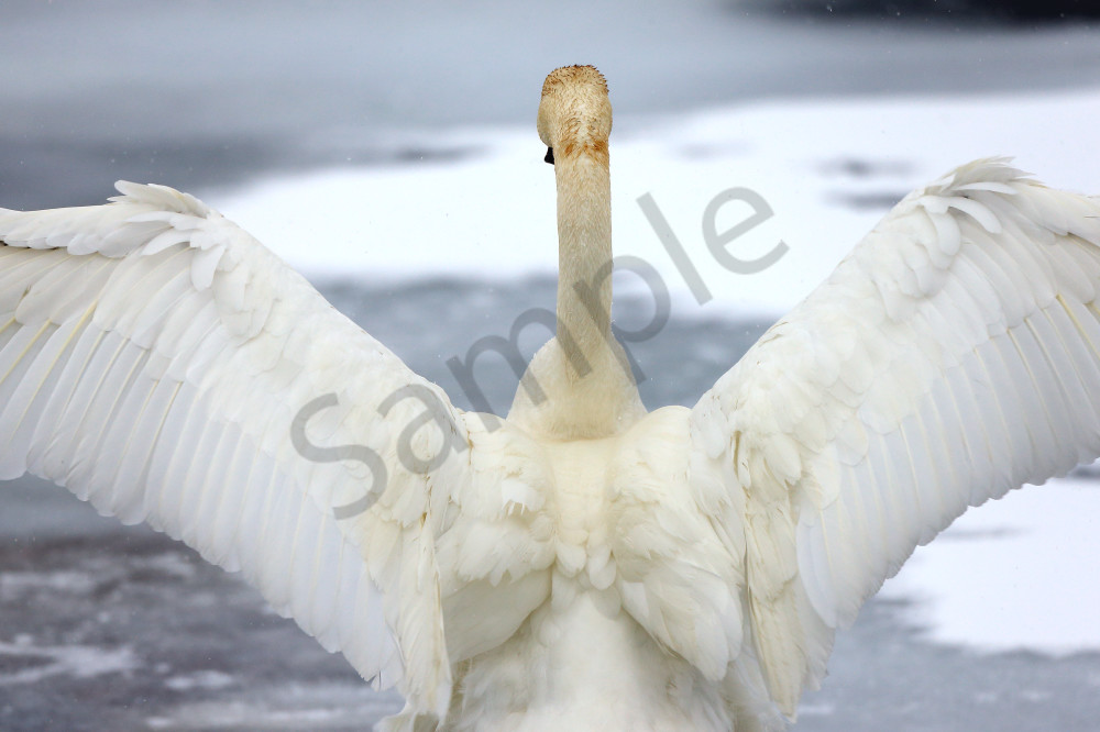 Trumpeter Swan Nature Wall Art | Robbie George Photography