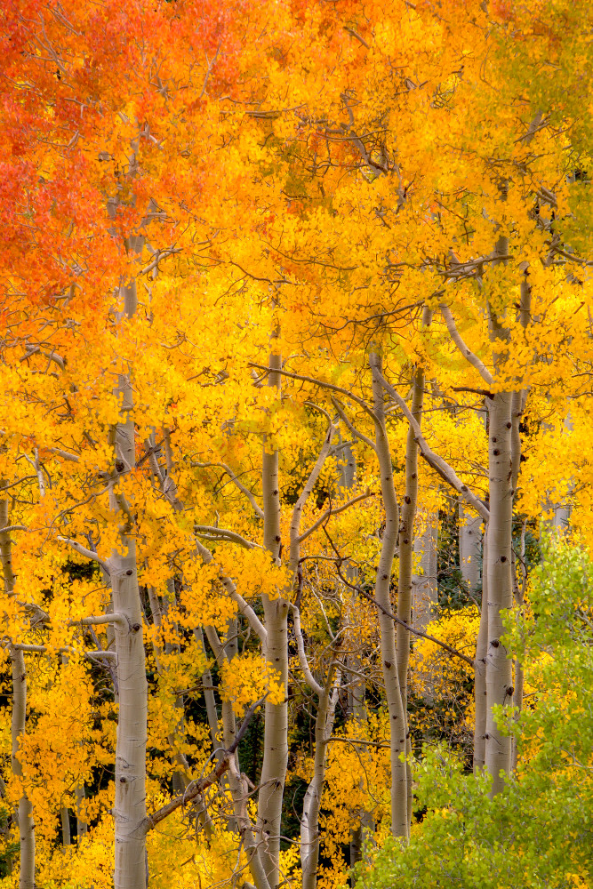 Autumn in Colorado: Vibrant Fall Scenery Captured by Robbie George Photography