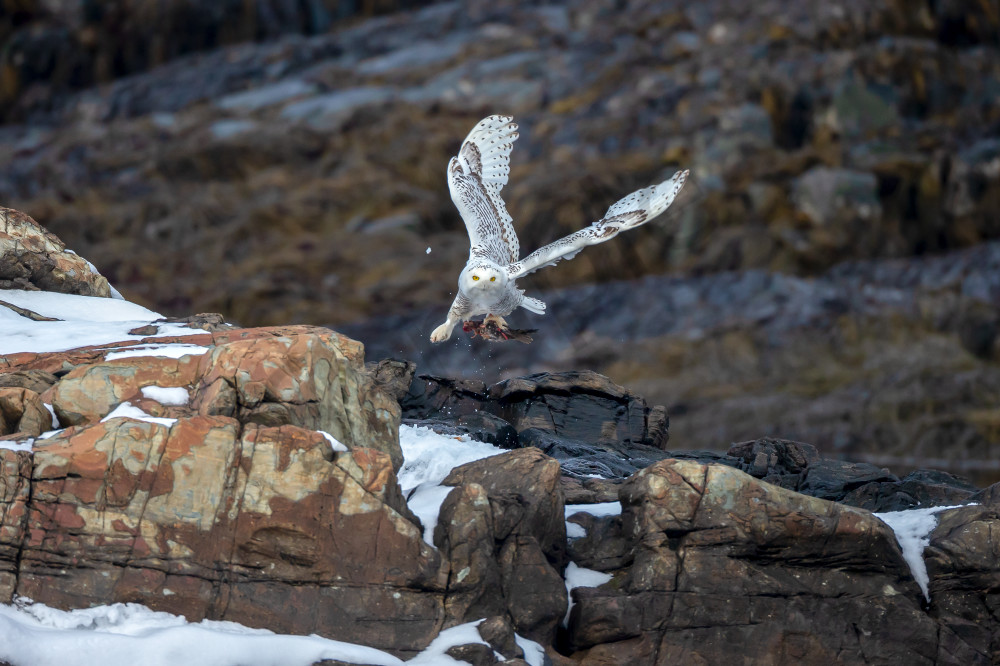 Snowy Owl Winter | Robbie George Photography