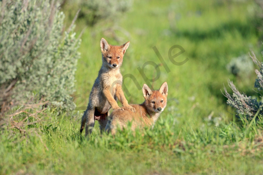 Coyote Pups | Robbie George Photography