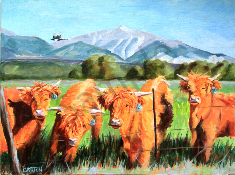 Highland Cows Herd Colorado