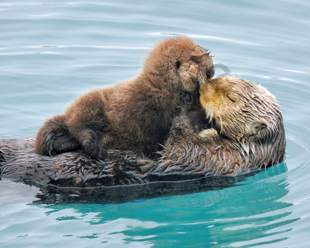 Alaskan or Northern Sea Otter