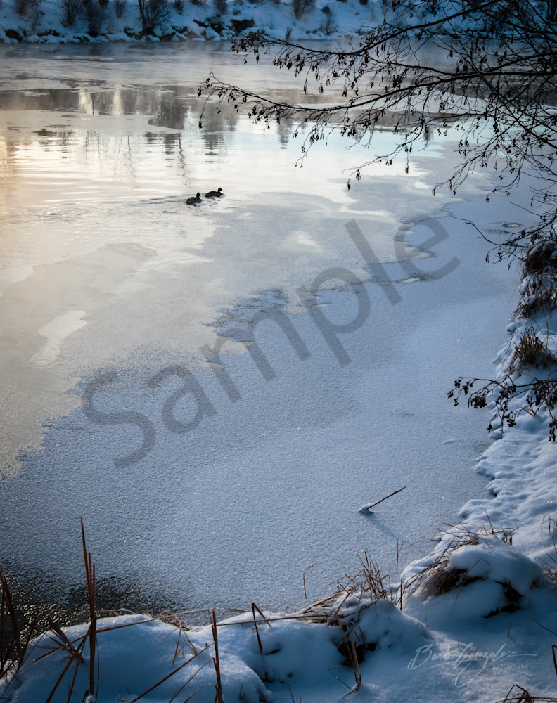 Frozen River And Ducks Photography Art | Barb Gonzalez Photography