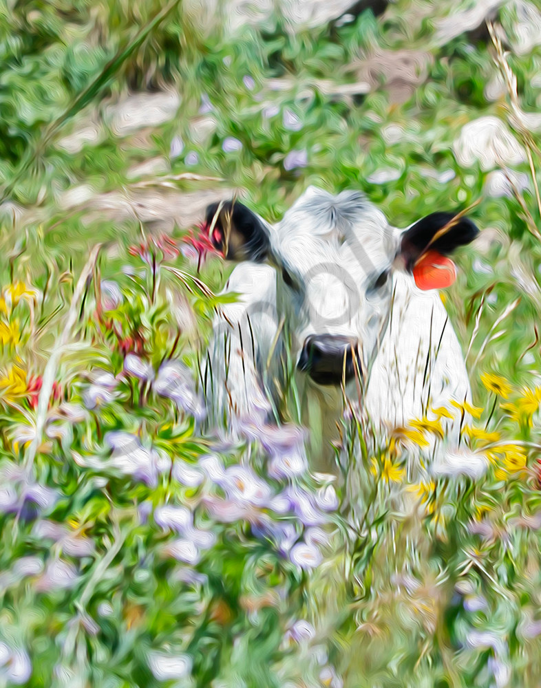 Spring gaze in an alpine meadow -shop art/Masonandmasonimages.com