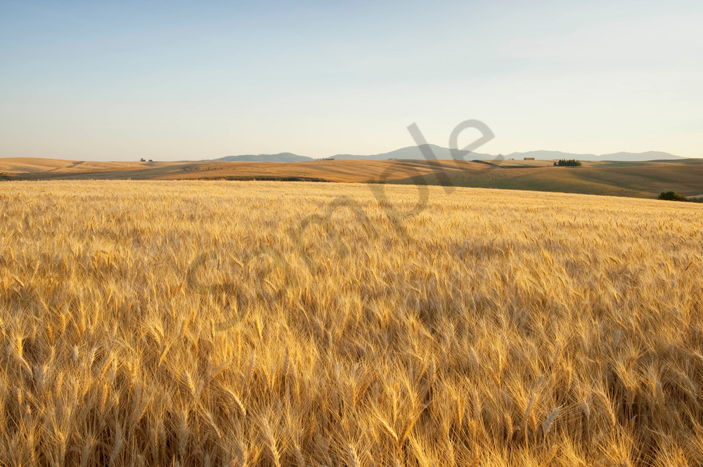 Ripening Soft White wheat in the Palouse region of Spokane County, WA