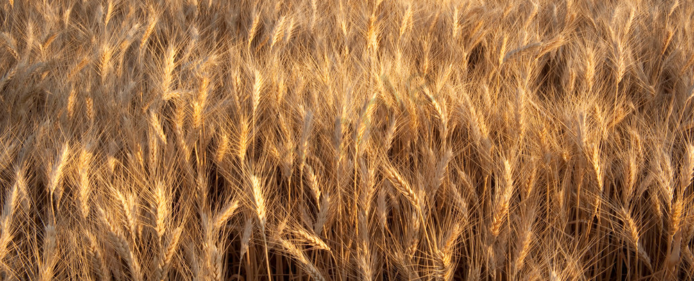 Ripening Soft White Wheat in the Palouse Region of Spokane County, Washington