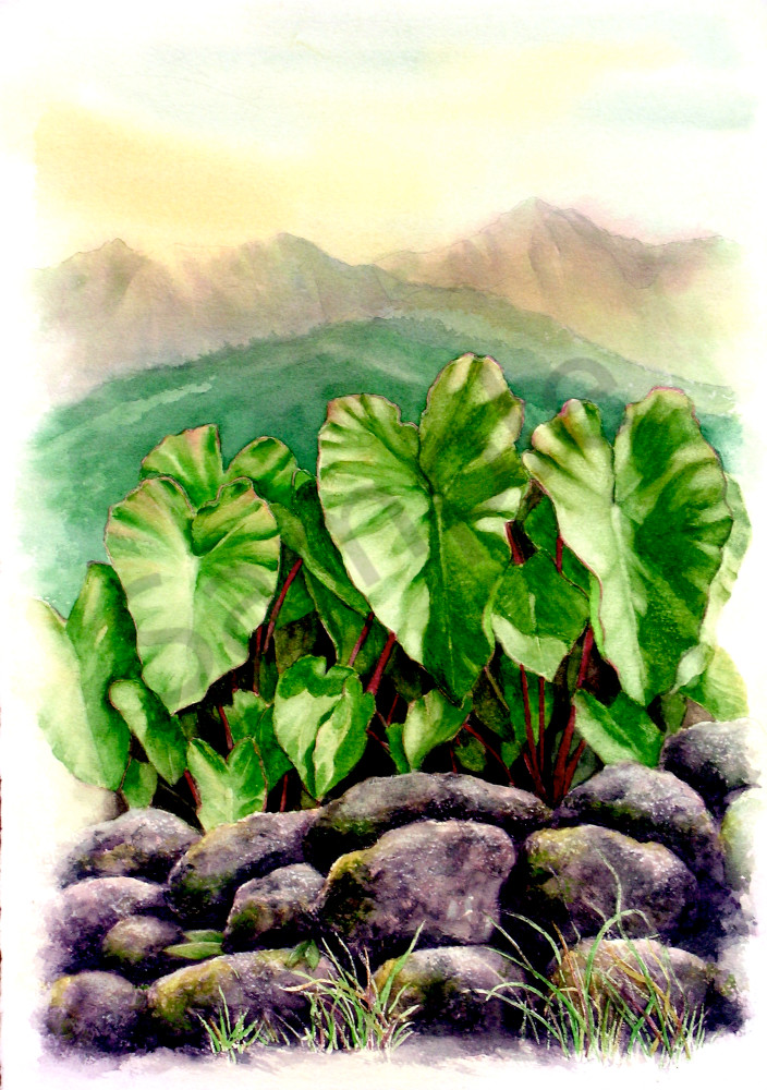 Hawaii Fine Art | Kalo Hanalei by Philip Sabado