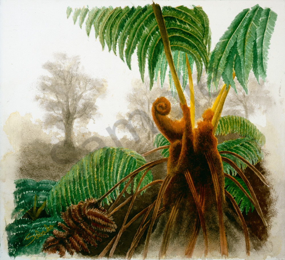 Hawaii Fine Art | Rainforest Fern by Philip Sabado