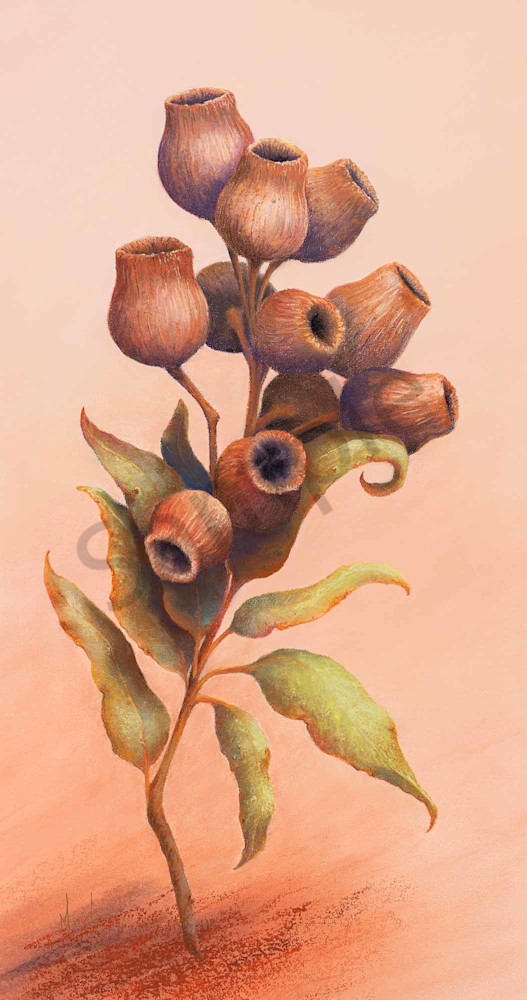 Gumnuts Gumnuts