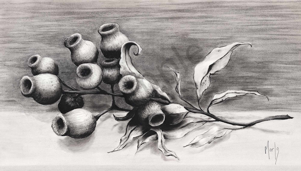 Gumnut Study Gumnut Study
