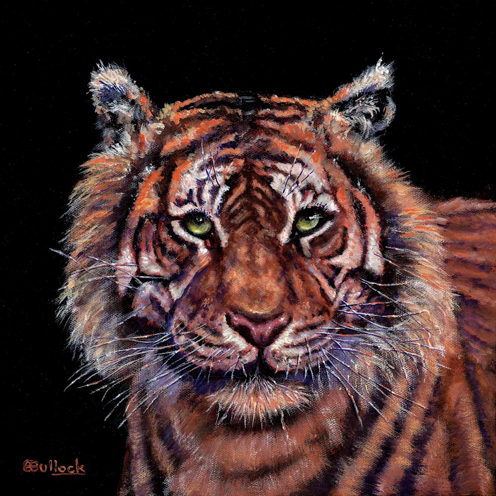 Amur Tiger Amur Tiger