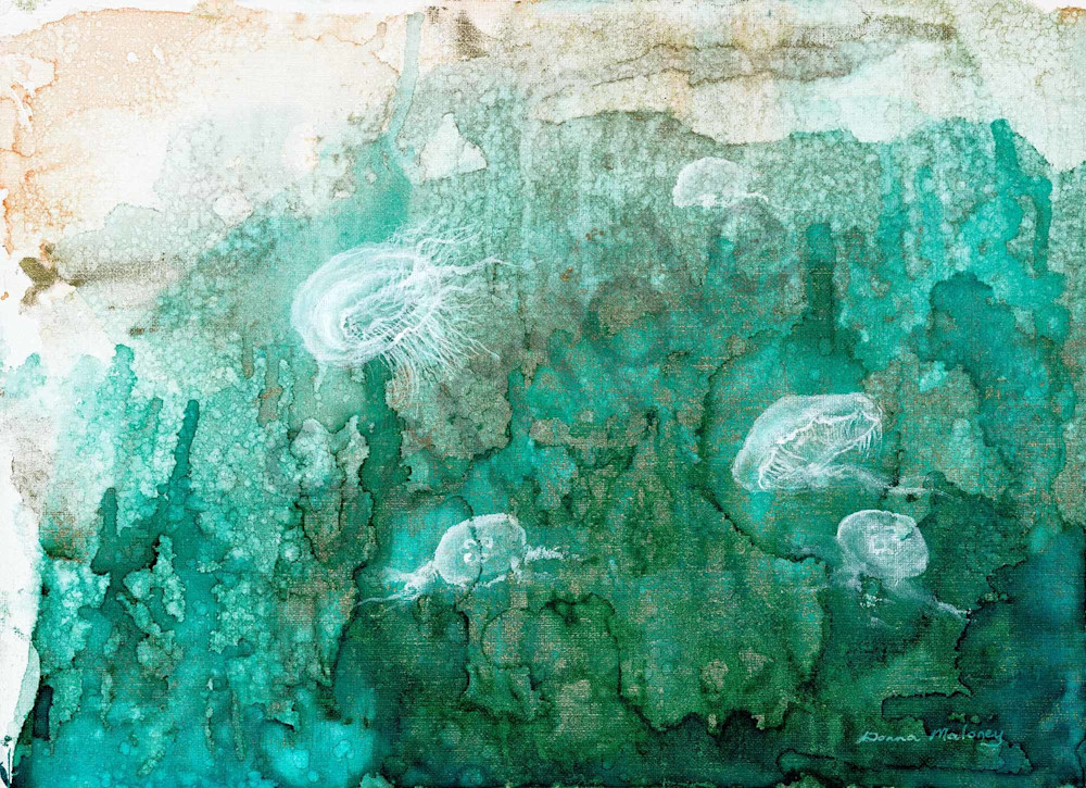 Moon Jellyfish Moon Jellyfish