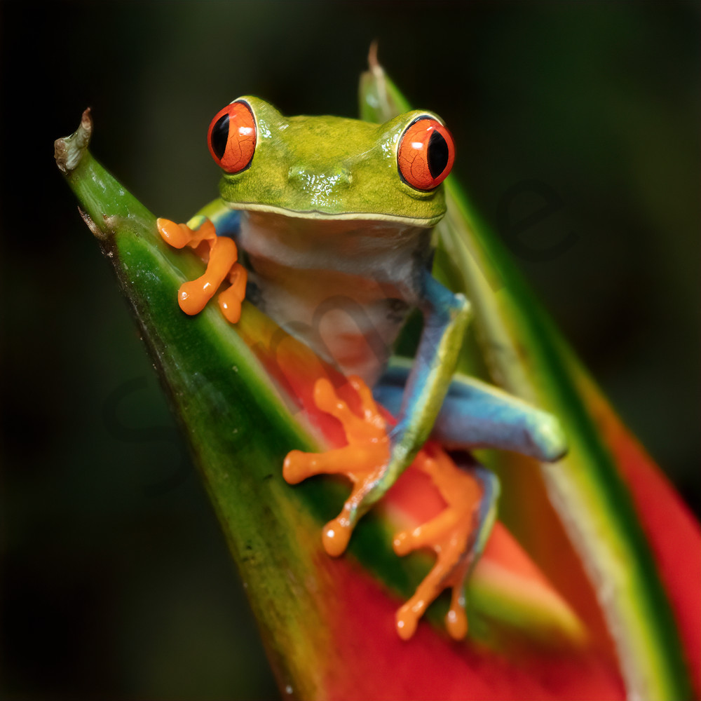 Red Eyed Tree Frog 5 Photography Art | John Martell Photography