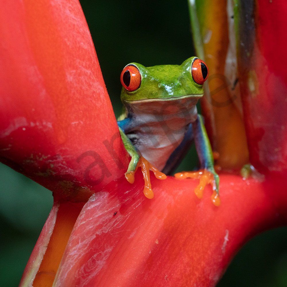 Red Eyed Tree Frog 8 Photography Art | John Martell Photography
