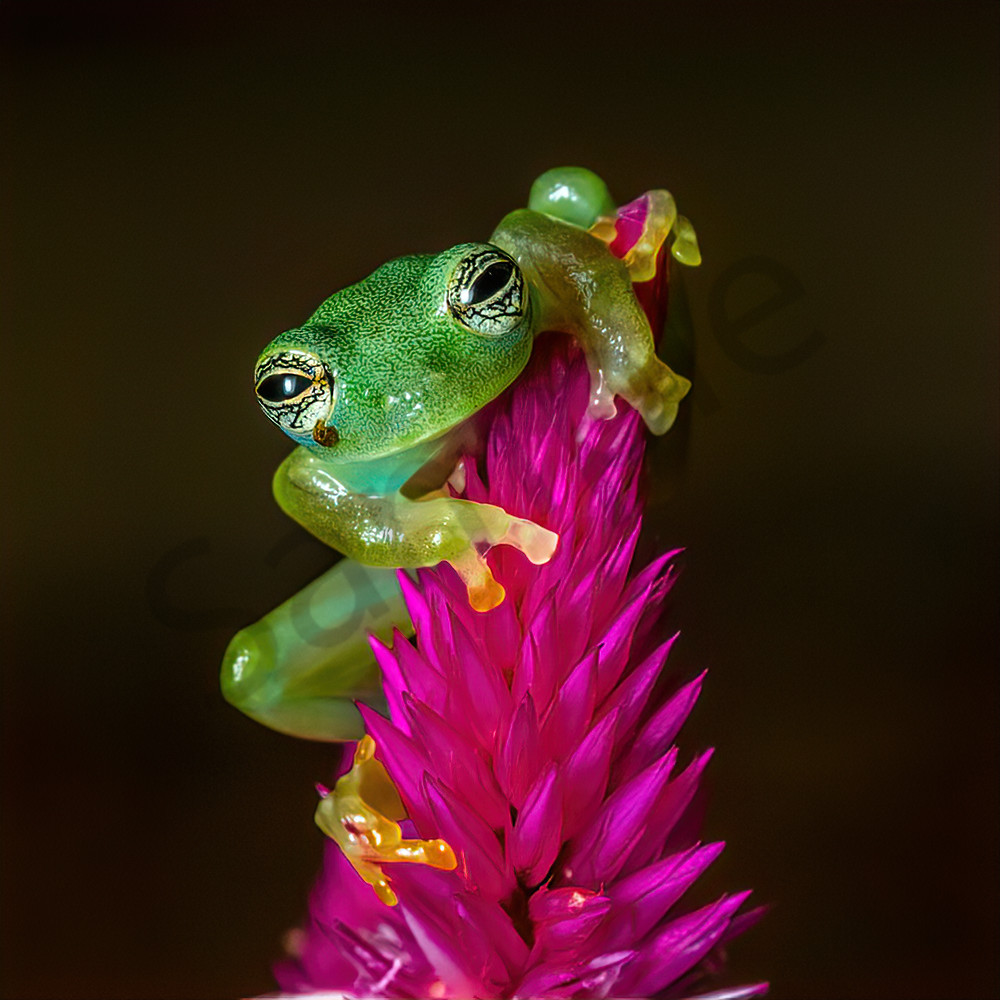 Spiny Glass Frog 1 Photography Art | John Martell Photography