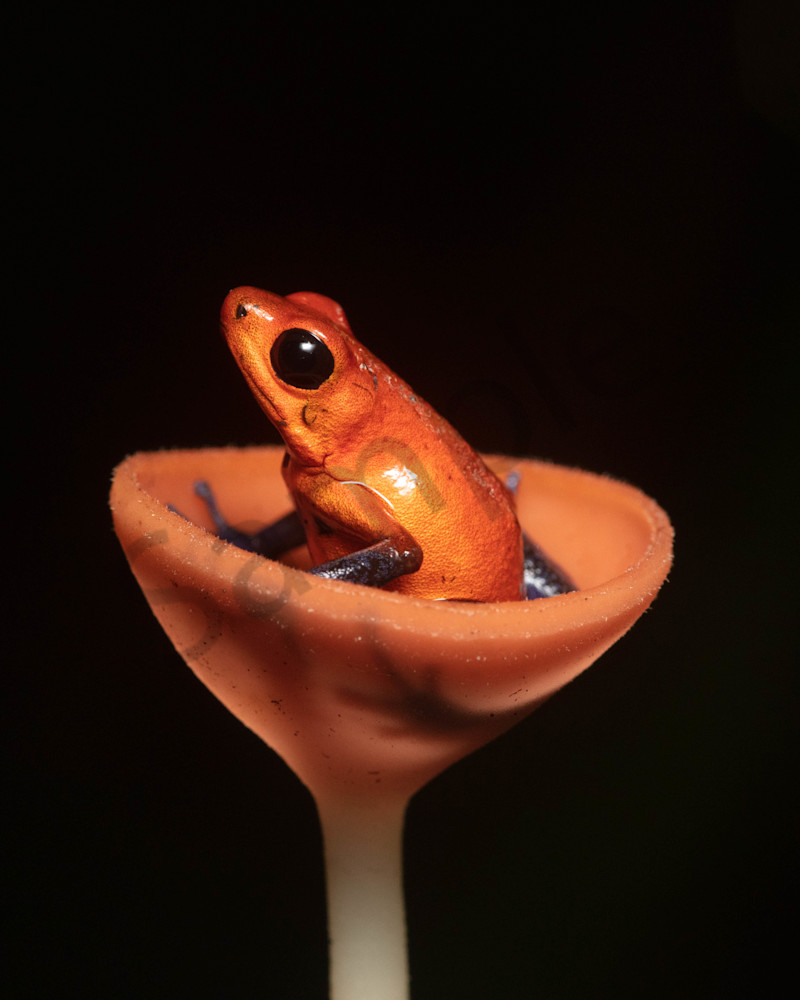 Strawberry Or Blue Jean Poison Dart Frog In Mushroom Photography Art | John Martell Photography
