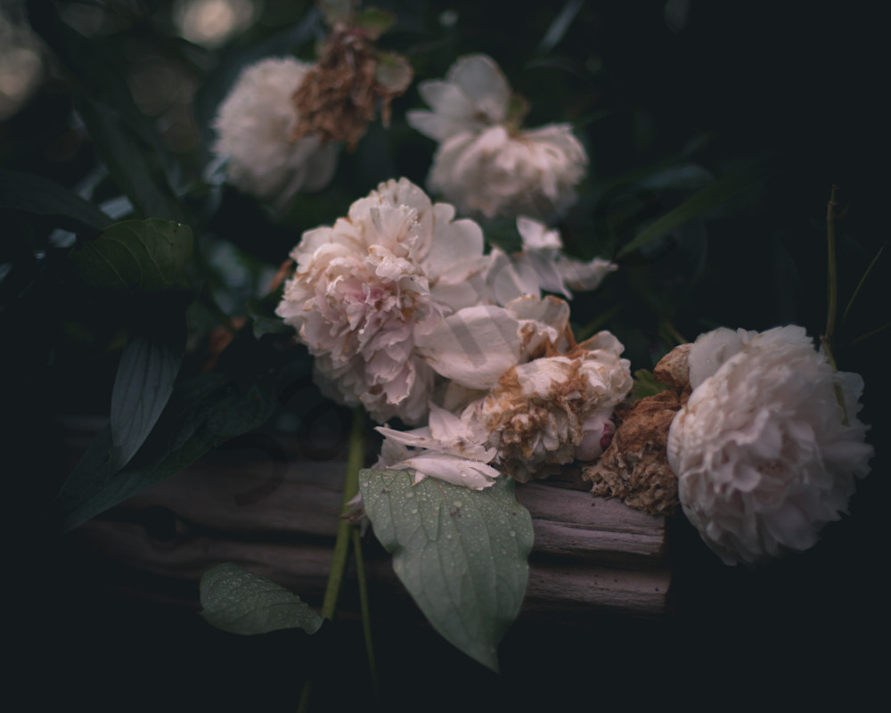 Dying Peonies Photography Art Sage & Balm Photography
