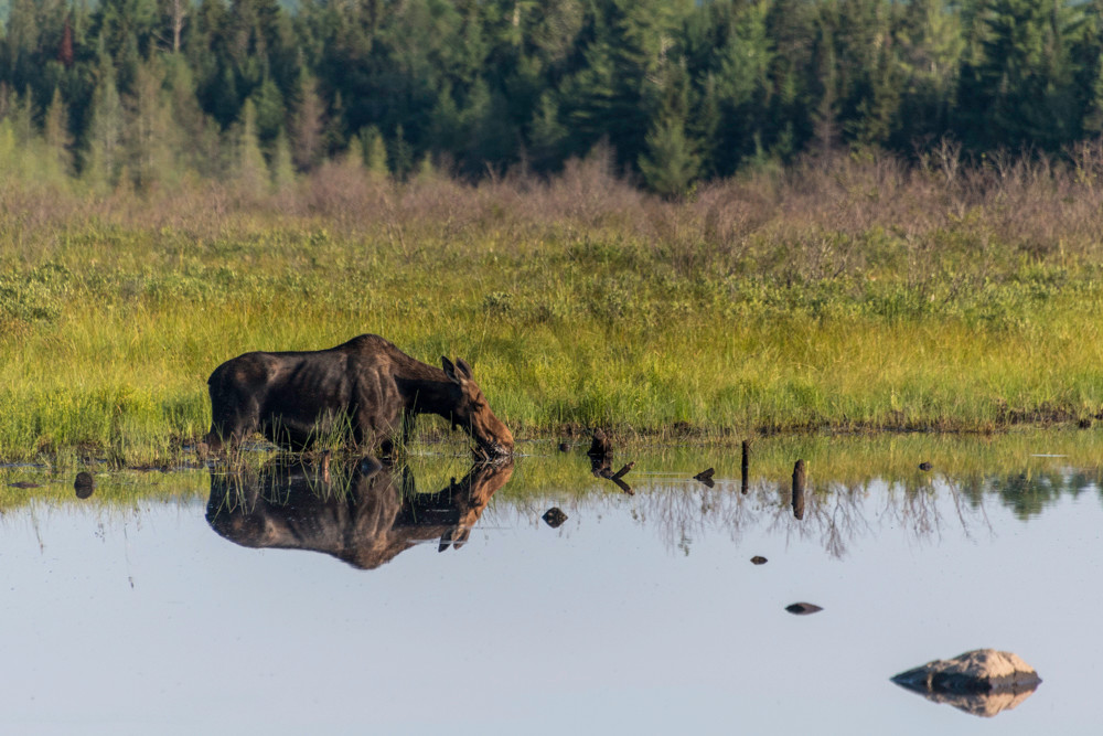 reflecting-moose