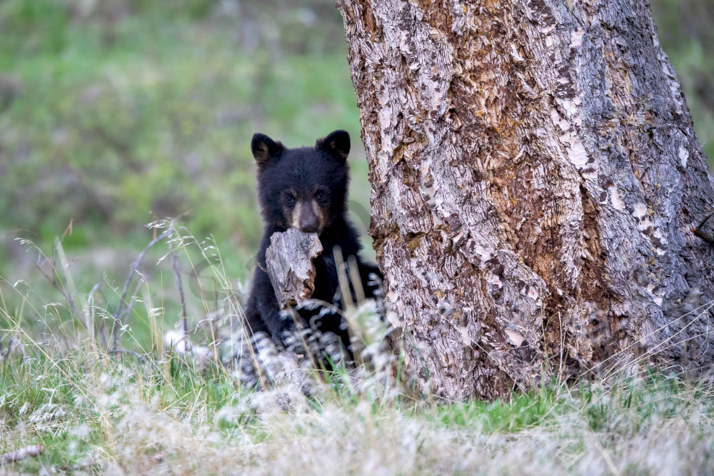 Bear Cub | Robbie George Photography