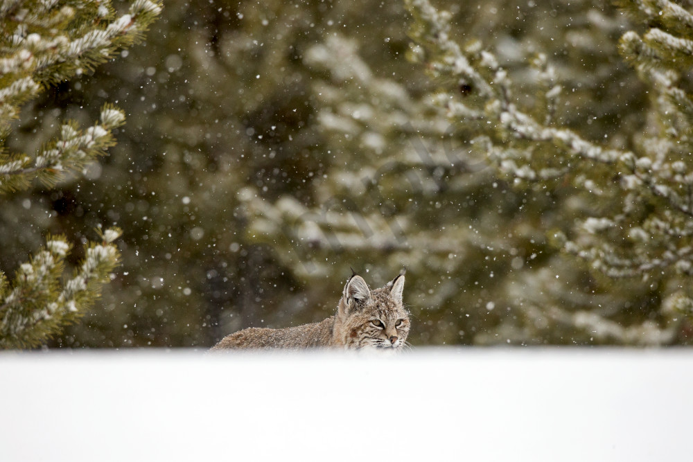 Wild Bobcat in Winter - 'Mountains Of Your Soul' Photo by Robbie George