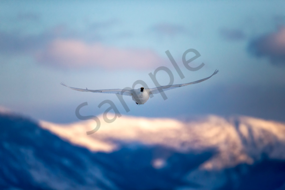 Trumpeter Swan in the Rockies - 'Winds Of Nature's Beauty' by Robbie George