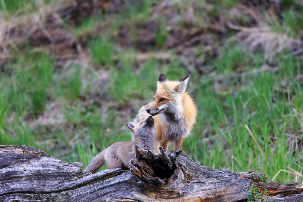 Foxes | Robbie George Photography