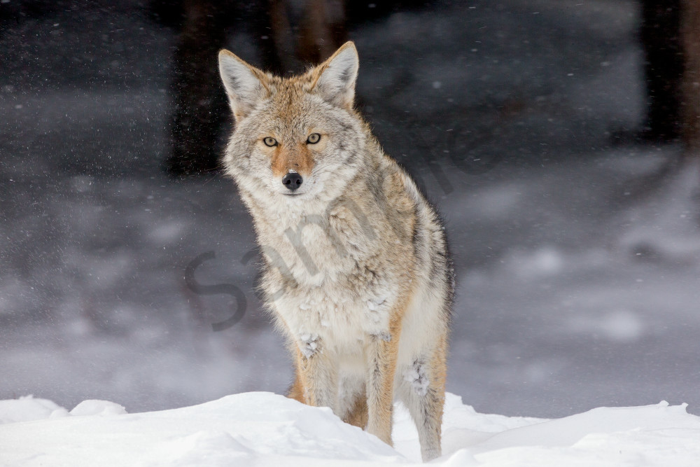Winter Coyote in Wyoming - 'Shaken But Not Stirred' by Robbie George