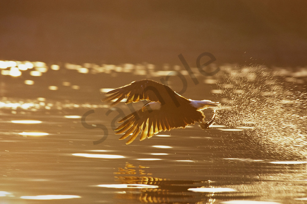 Bald Eagle catching fish at sunrise.  Pacifc Northwest.