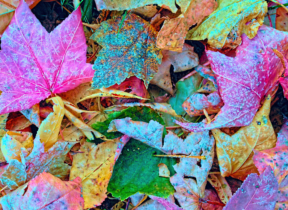 Sketches of Leaves|Fine Art Photography by Todd Breitling
