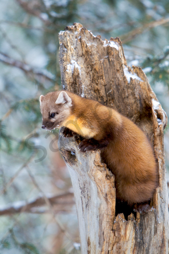 Pine Marten | Robbie George Photography