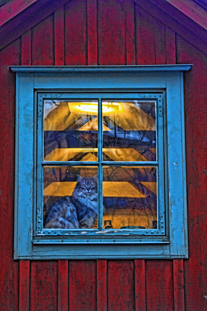 Cat in Swedish Window|Fine Art Photography by Todd Breitling