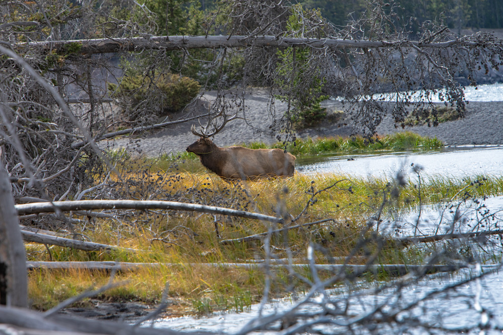A Bull Elk walking back on shore at Yellowstone National Park