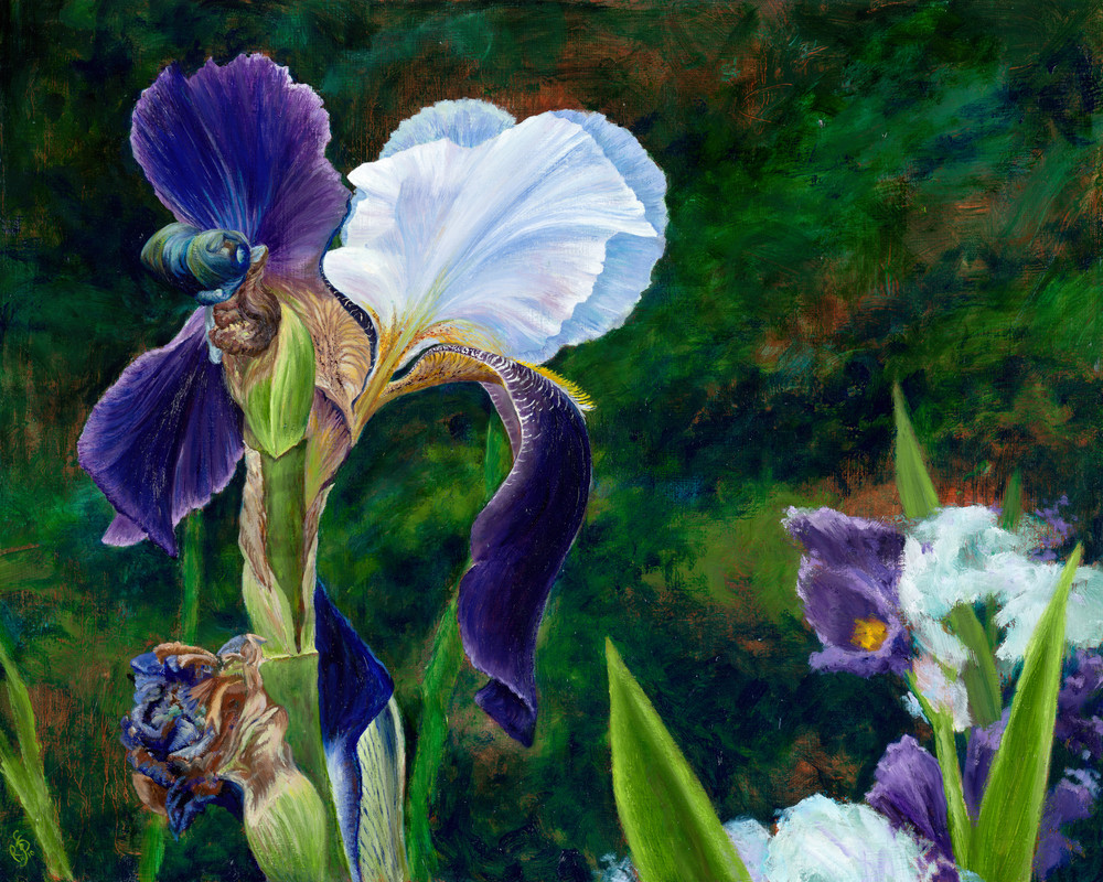 Blooming Purple Iris Painting & Prints | Roxana Sinex Art