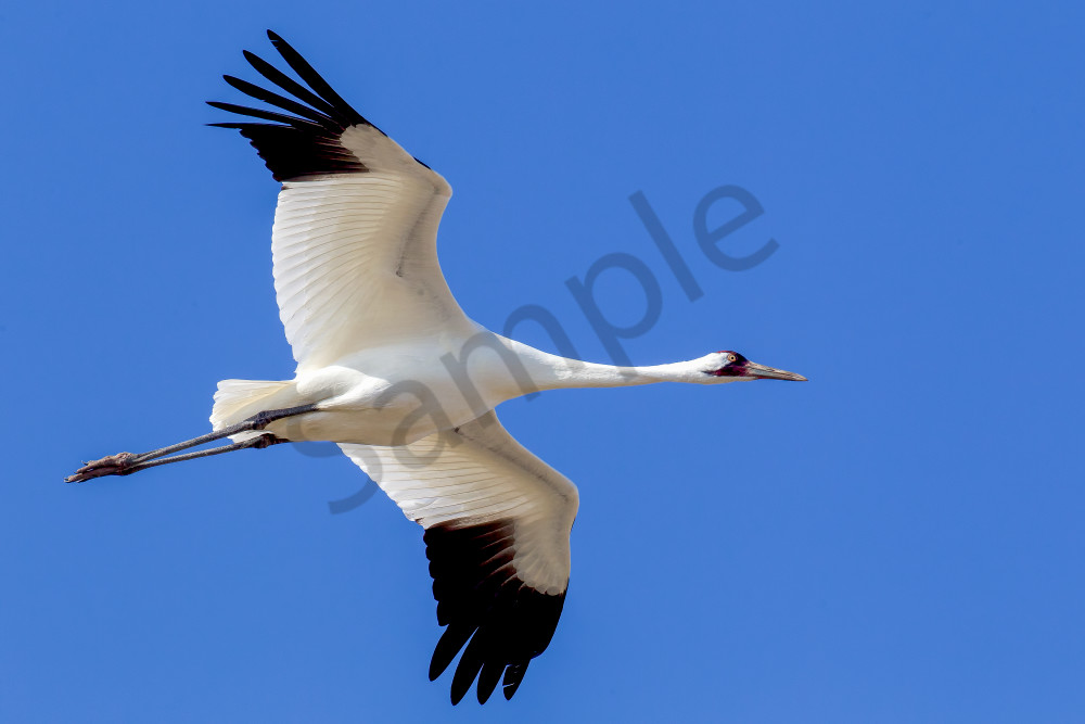 Whooping Crane | Robbie George Photography