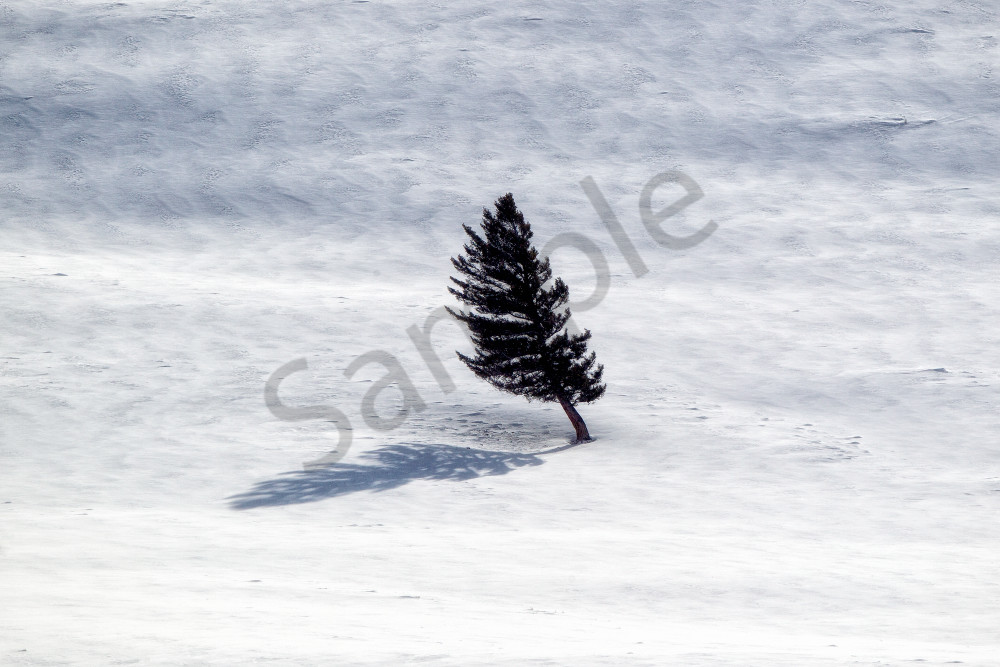 Tree | Robbie George Photography