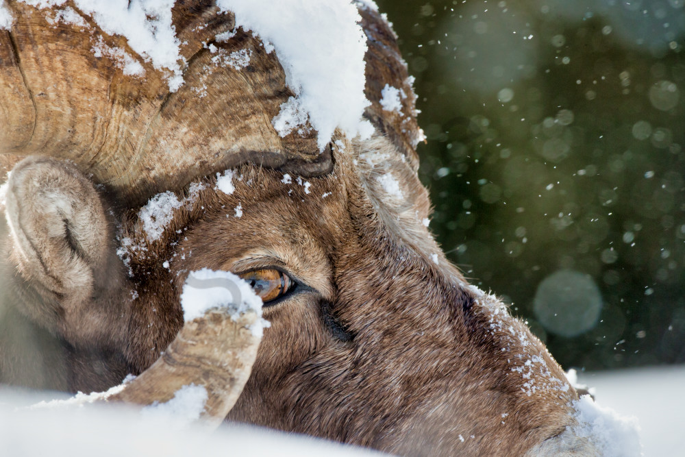 Bighorn Sheep | Robbie George Photography