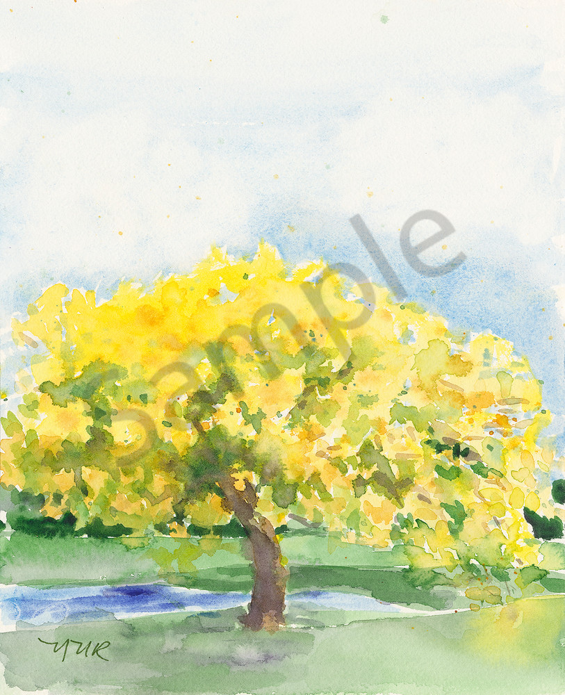 Yellow Tabebuia Art | Nancy Reyna Fine Art