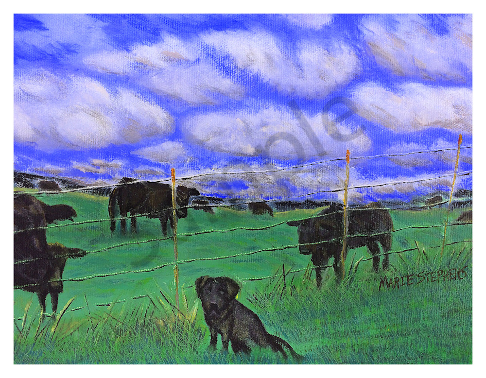 Black Lab With Cows For Digital Print On 8.5x11 120 Pound Coated Cover Stock Art | Marie Stephens Art
