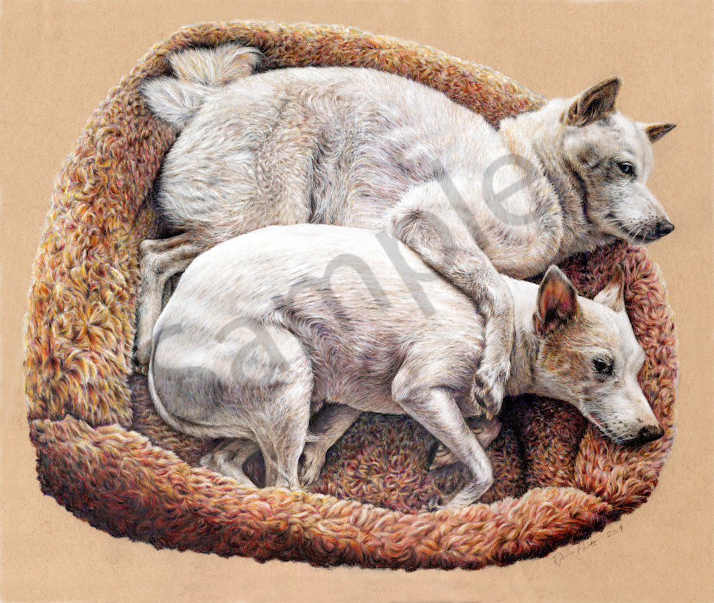 Colored Pencil Drawing - Dog Bed Snuggles