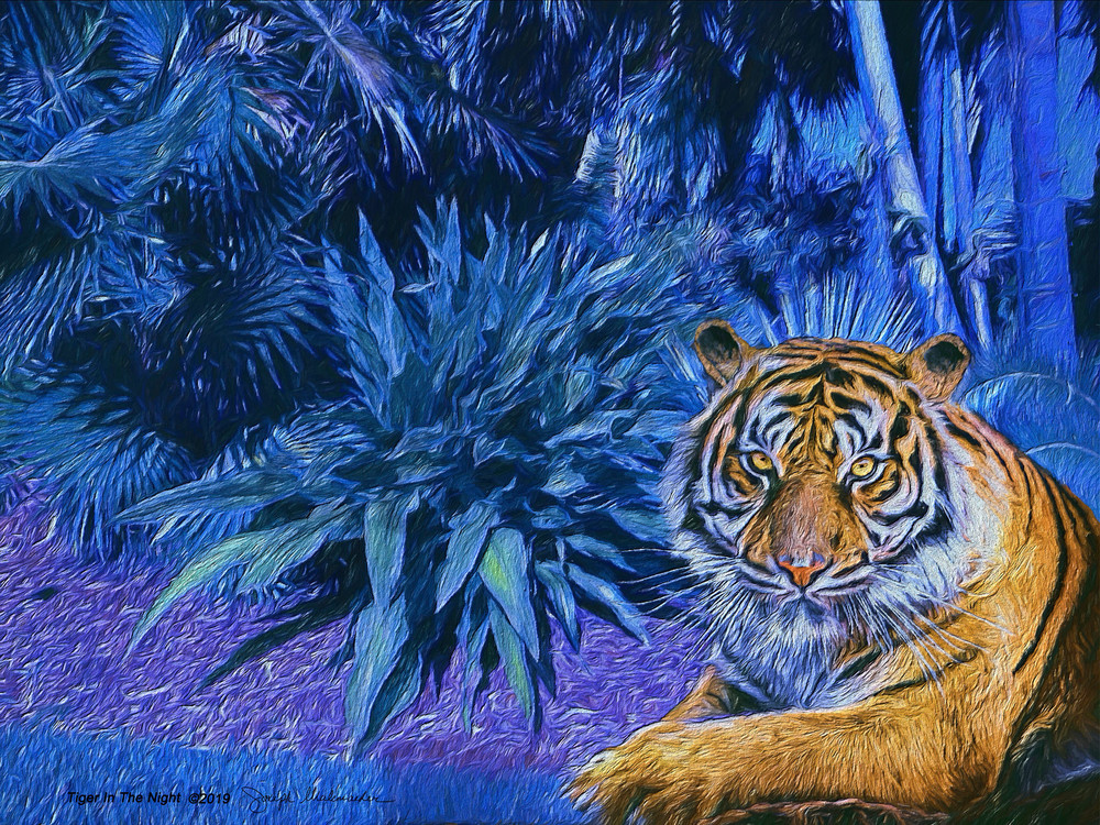 Tiger In The Night - The Gallery Wrap Store